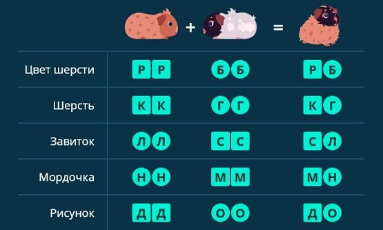 Морские свинки